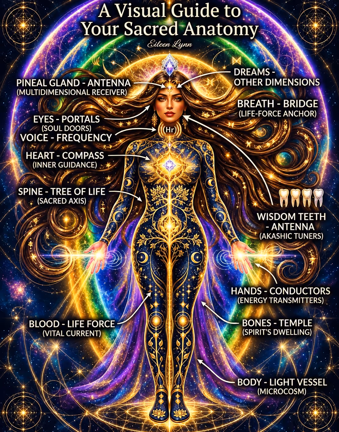 A Visual Guide to Your Sacred Anatomy by Eileen Lynn, restyled in Lyra navy and gold: a fully clothed luminous figure surrounded by rainbow arcs, with the original spiritual labels and arrows. A readable transcription follows below.